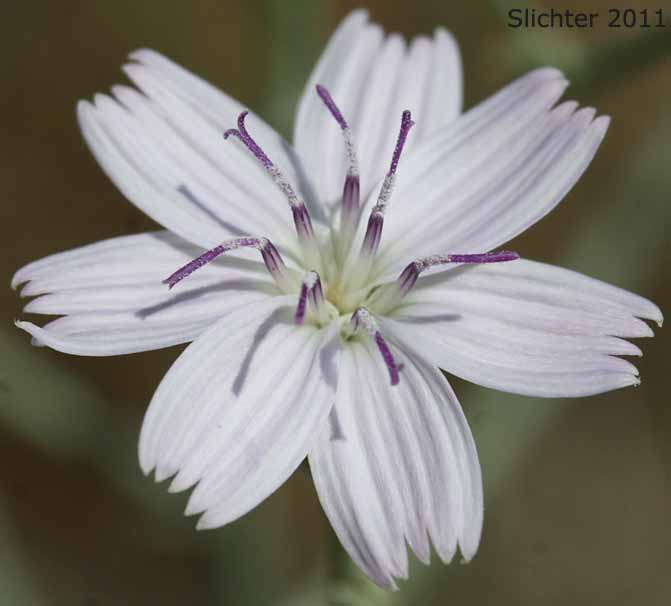 Flower head of Dean's Stephanomeria, Deane's Wirelettuce: Stephanomeria exigua ssp. deanei