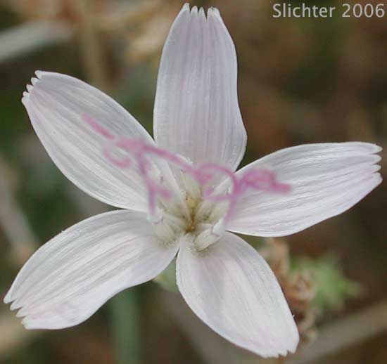 Brownplume Wirelettuce, Desert Straw, Wire Lettuce: Stephanomeria pauciflora (Synonyms: Stephanomeria pauciflora var. parishii, Stephanomeria pauciflora var. pauciflora)