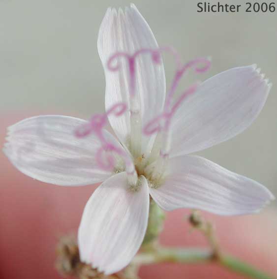 Brownplume Wirelettuce, Desert Straw, Wire Lettuce: Stephanomeria pauciflora (Synonyms: Stephanomeria pauciflora var. parishii, Stephanomeria pauciflora var. pauciflora)