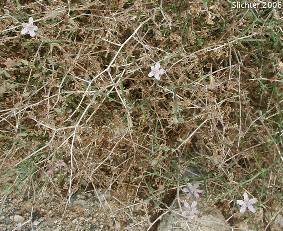 Brownplume Wirelettuce, Desert Straw, Wire Lettuce: Stephanomeria pauciflora (Synonyms: Stephanomeria pauciflora var. parishii, Stephanomeria pauciflora var. pauciflora)