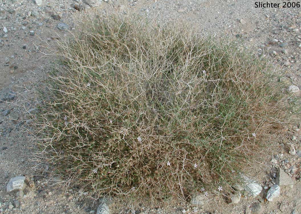 Brownplume Wirelettuce, Desert Straw, Wire Lettuce: Stephanomeria pauciflora (Synonyms: Stephanomeria pauciflora var. parishii, Stephanomeria pauciflora var. pauciflora)