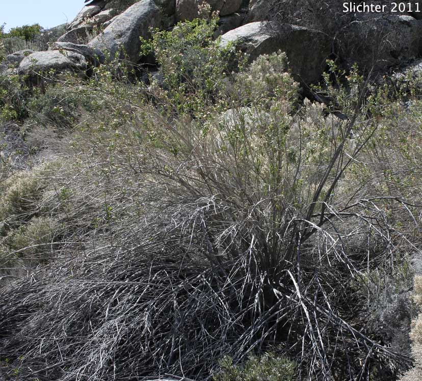 Mule Fat: Baccharis salicifolia ssp. salicifolia