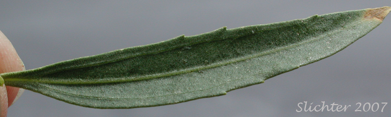 Mule Fat: Baccharis salicifolia ssp. salicifolia