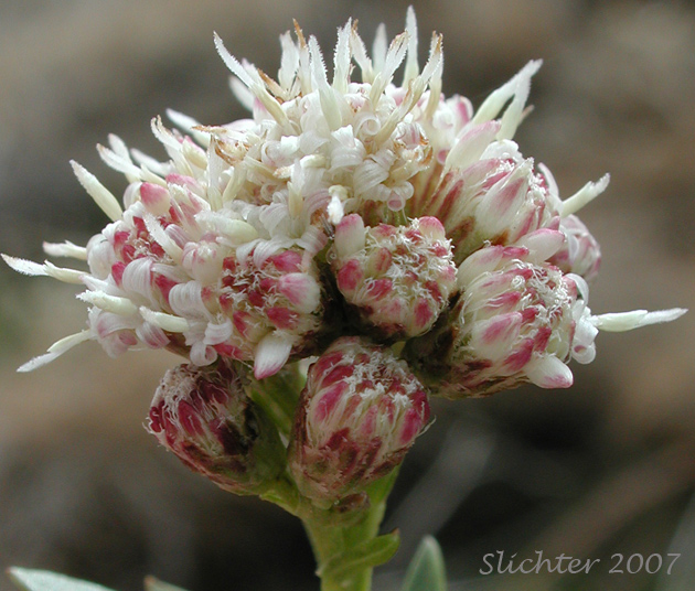 Mule Fat: Baccharis salicifolia ssp. salicifolia