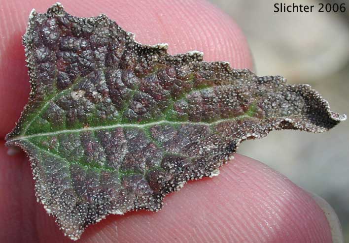 Leaf of Parish's Goldeneye: Bahiopsis parishii (Synonyms: Viguiera deltoidea var. parishii, Viguiera parishii)