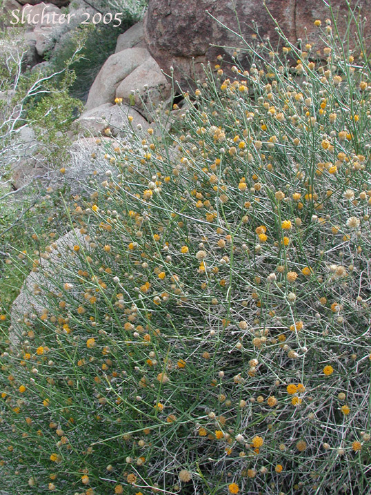 Rough Sweetbush, Sweetbush: Bebbia juncea var. aspera