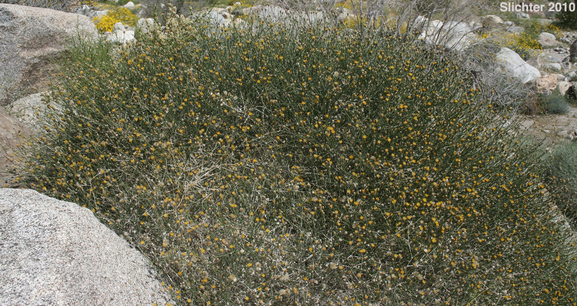 Rough Sweetbush, Sweetbush: Bebbia juncea var. aspera