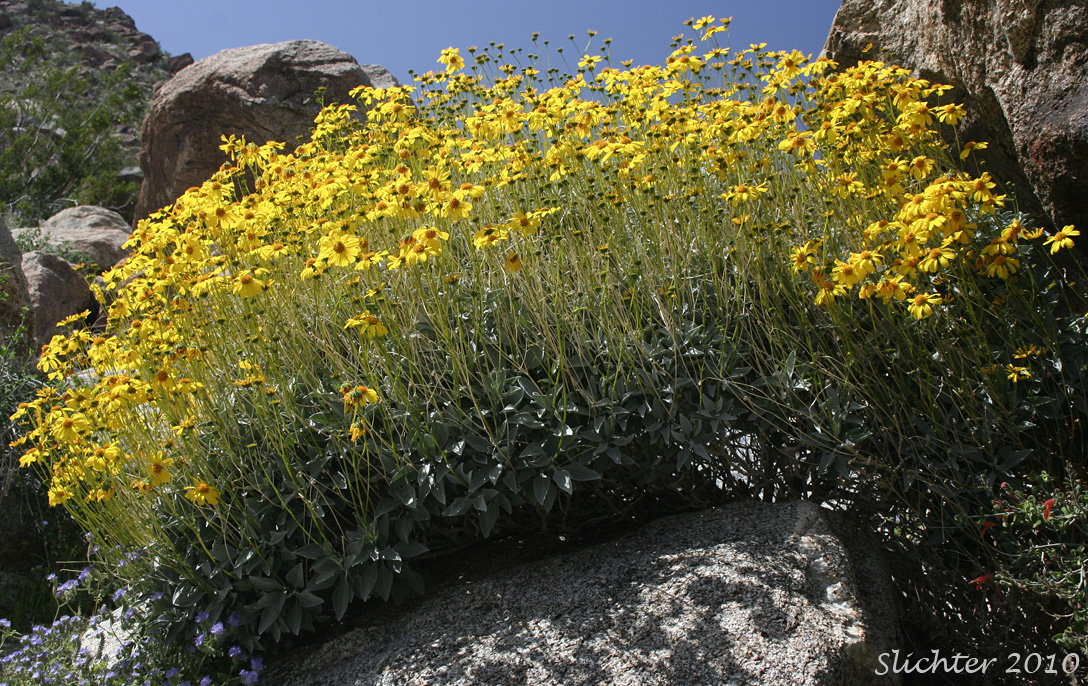Brittlebush, Goldenhills, Incienso: Encelia farinosa (Synonyms: Encelia farinosa var. farinosa, Encelia farinosa var. phenicodonta, Encelia farinosa var. radians)
