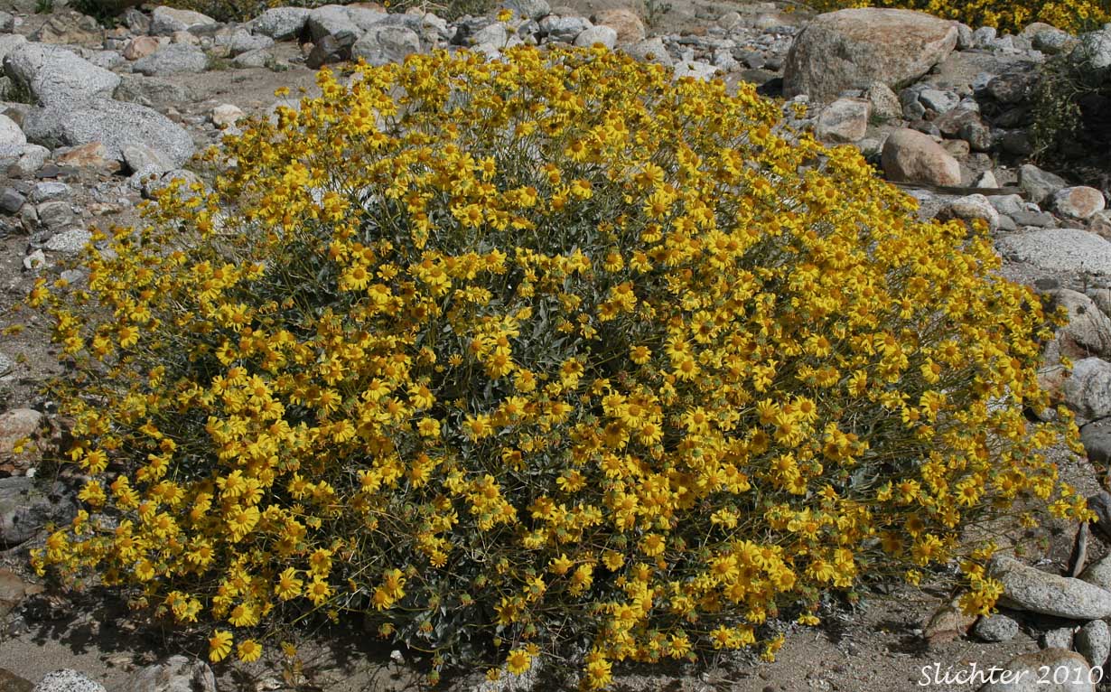 Brittlebush, Goldenhills, Incienso: Encelia farinosa (Synonyms: Encelia farinosa var. farinosa, Encelia farinosa var. phenicodonta, Encelia farinosa var. radians)
