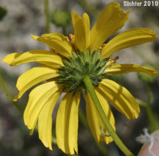 Flower head of Brittlebush, Goldenhills, Incienso: Encelia farinosa (Synonyms: Encelia farinosa var. farinosa, Encelia farinosa var. phenicodonta, Encelia farinosa var. radians)