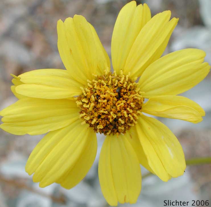 Flower head of Brittlebush, Goldenhills, Incienso: Encelia farinosa (Synonyms: Encelia farinosa var. farinosa, Encelia farinosa var. phenicodonta, Encelia farinosa var. radians)