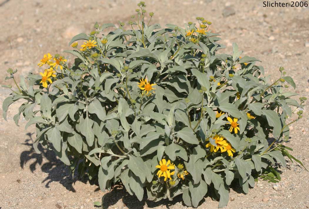Brittlebush, Goldenhills, Incienso: Encelia farinosa (Synonyms: Encelia farinosa var. farinosa, Encelia farinosa var. phenicodonta, Encelia farinosa var. radians)