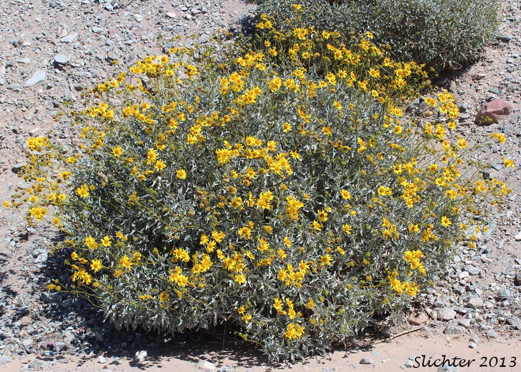 Brittlebush, Goldenhills, Incienso: Encelia farinosa (Synonyms: Encelia farinosa var. farinosa, Encelia farinosa var. phenicodonta, Encelia farinosa var. radians)