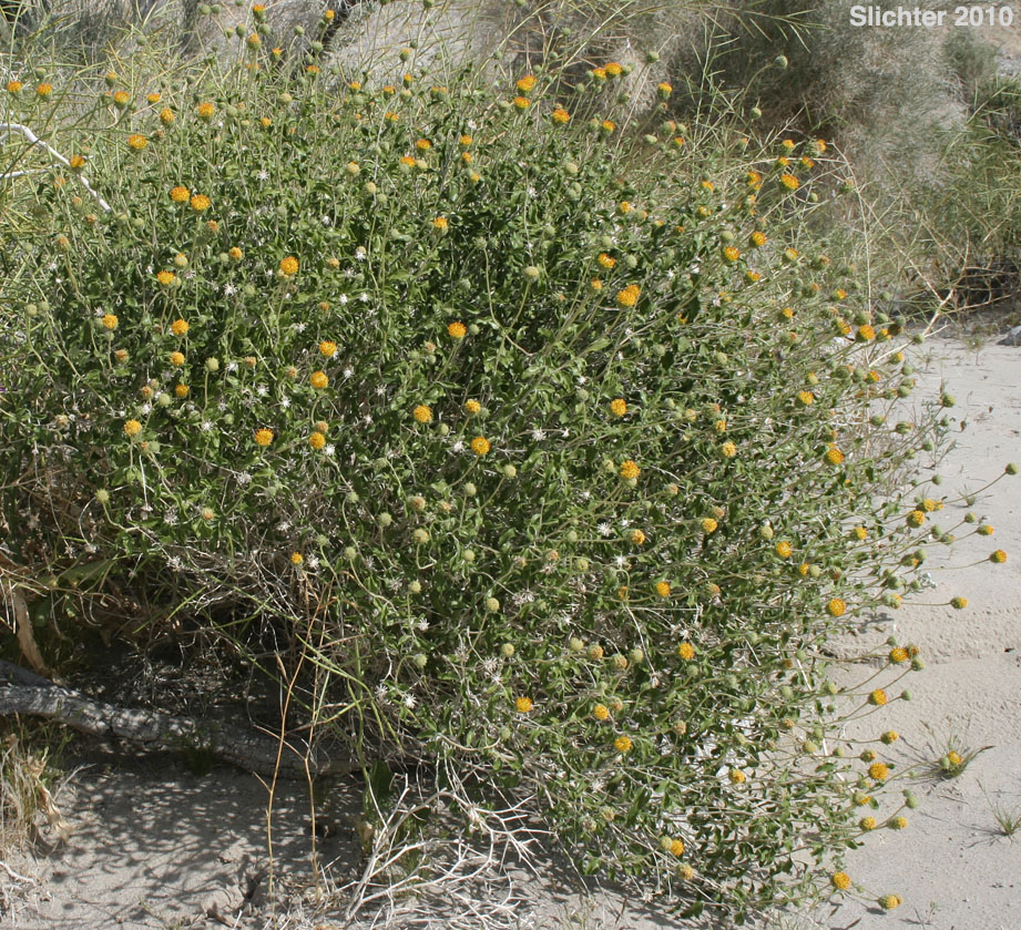 Bush Encelia, Button Brittlebush, Button Encelia, Rayless Encelia: Encelia frutescens (Synonyms: Encelia frutescens var. frutescens, Simsia frutescens)