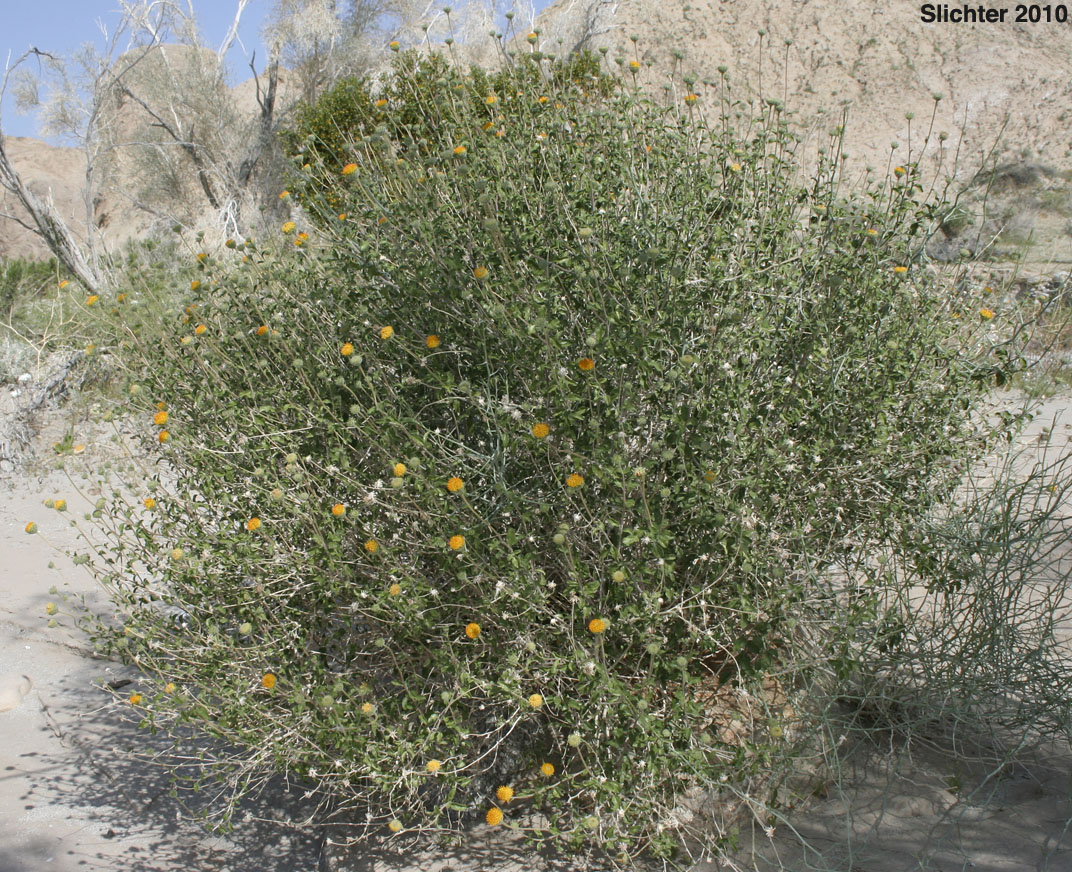 Bush Encelia, Button Brittlebush, Button Encelia, Rayless Encelia: Encelia frutescens (Synonyms: Encelia frutescens var. frutescens, Simsia frutescens)