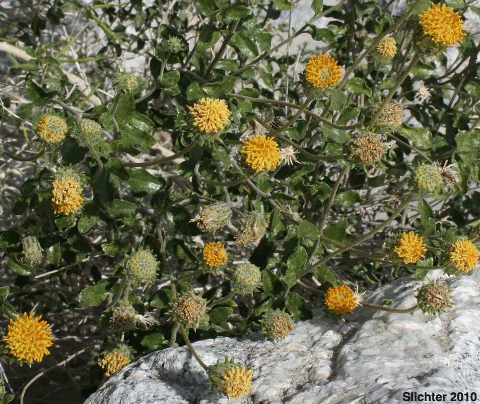 Bush Encelia, Button Brittlebush, Button Encelia, Rayless Encelia: Encelia frutescens (Synonyms: Encelia frutescens var. frutescens, Simsia frutescens)