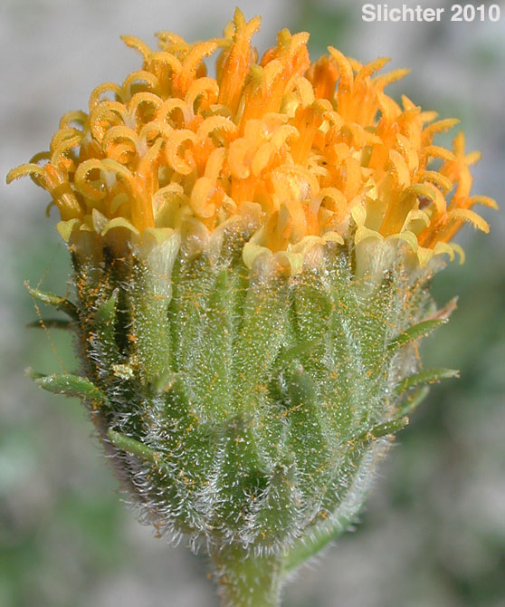 Bush Encelia, Button Brittlebush, Button Encelia, Rayless Encelia: Encelia frutescens (Synonyms: Encelia frutescens var. frutescens, Simsia frutescens)