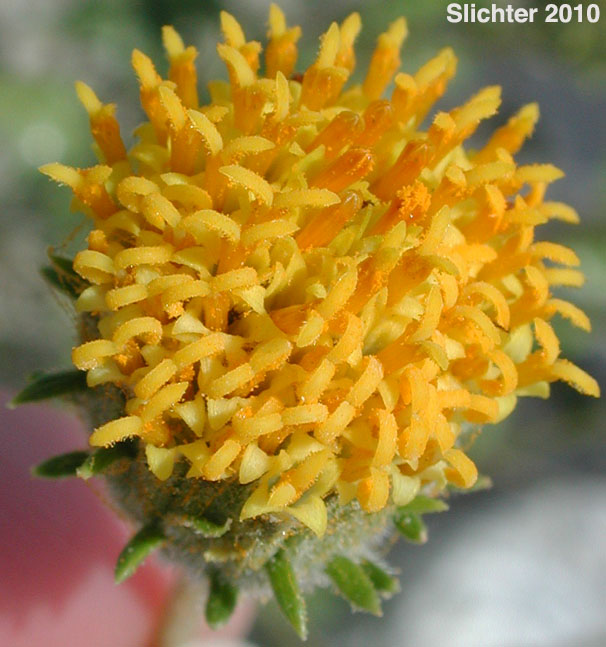Bush Encelia, Button Brittlebush, Button Encelia, Rayless Encelia: Encelia frutescens (Synonyms: Encelia frutescens var. frutescens, Simsia frutescens)