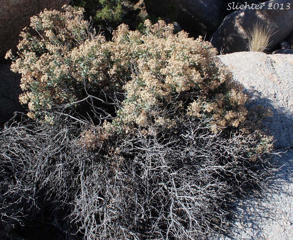 Cliff Golden Bush, Wide-leaved Rock Goldenbush: Ericameria cuneata var. spathulata (Synonym: Haplopappus cuneatus var. spathulatus)