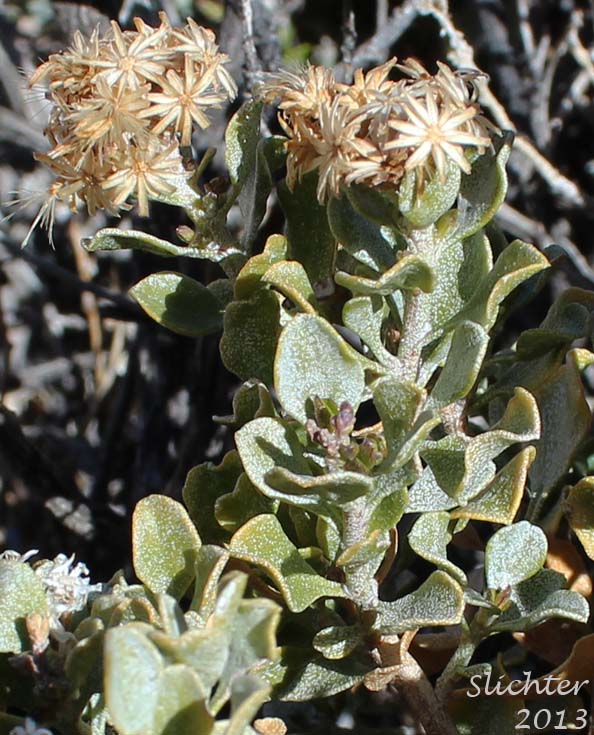 Cliff Golden Bush, Wide-leaved Rock Goldenbush: Ericameria cuneata var. spathulata (Synonym: Haplopappus cuneatus var. spathulatus)