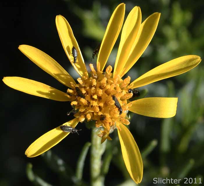 Flower head of Interior Goldenbush, Linear-leaved Goldenbush, Narrowleaf Goldenbush: Ericameria linearifolia (Synonym: Haplopappus linearifolius)