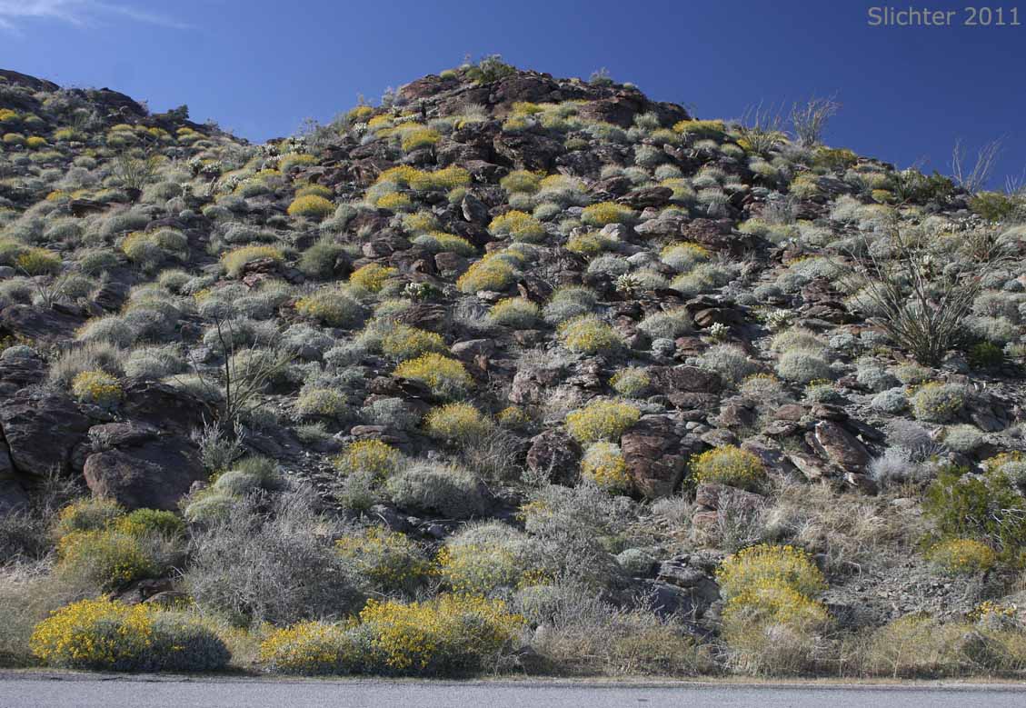 Interior Goldenbush, Linear-leaved Goldenbush, Narrowleaf Goldenbush: Ericameria linearifolia (Synonym: Haplopappus linearifolius) on Montezuma Grade, Anza-Borrego Desert State Park.......March 28, 2011.