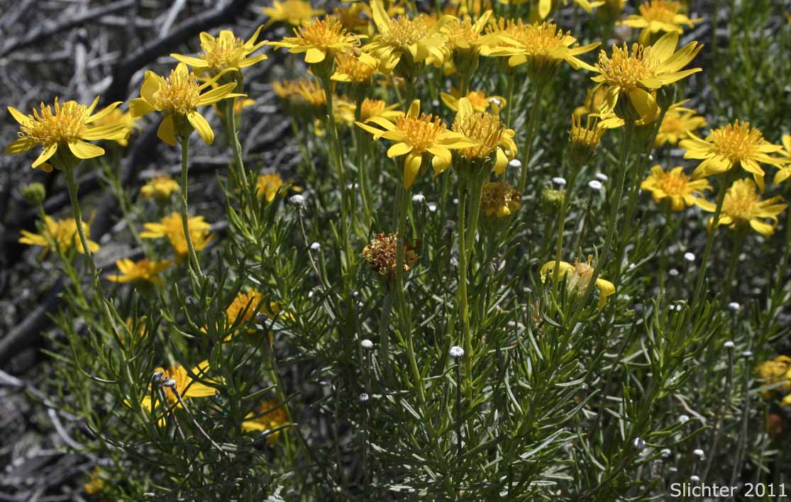 Interior Goldenbush, Linear-leaved Goldenbush, Narrowleaf Goldenbush: Ericameria linearifolia (Synonym: Haplopappus linearifolius)