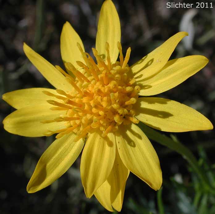 Flower head of Interior Goldenbush, Linear-leaved Goldenbush, Narrowleaf Goldenbush: Ericameria linearifolia (Synonym: Haplopappus linearifolius)