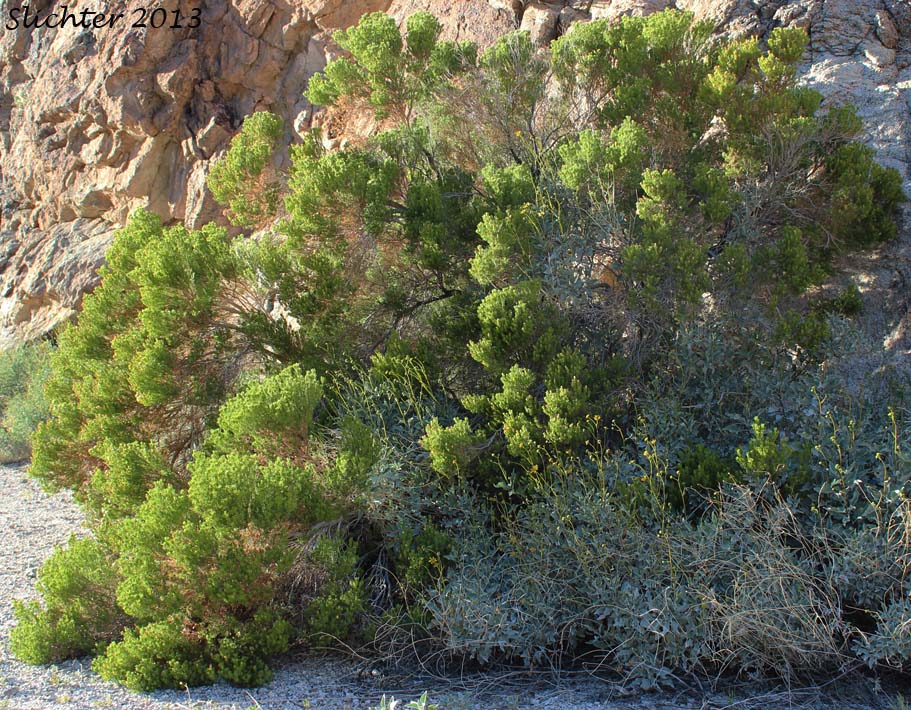 Desert Fir, Pygmycedar, Schott's Pygmycedar, Desert Pine: Peucephyllum schottii