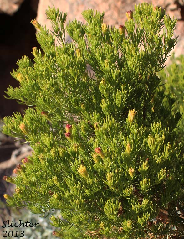Desert Fir, Pygmycedar, Schott's Pygmycedar, Desert Pine: Peucephyllum schottii