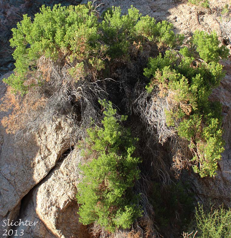 Desert Fir, Pygmycedar, Schott's Pygmycedar, Desert Pine: Peucephyllum schottii