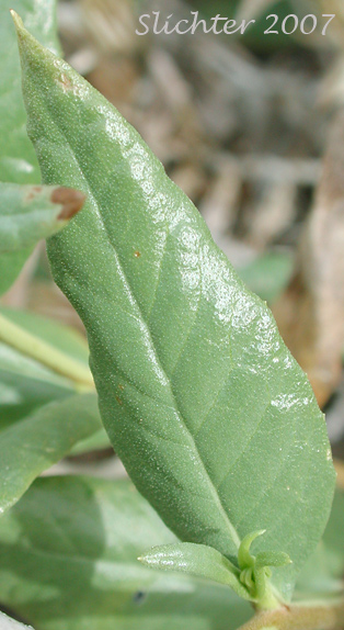 American Threefold, California Trixis, Trixis: Trixis californica var. californica