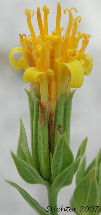 American Threefold, California Trixis, Trixis: Trixis californica var. californica