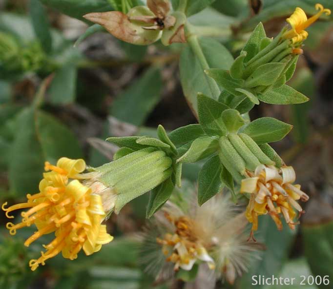 American Threefold, California Trixis, Trixis: Trixis californica var. californica