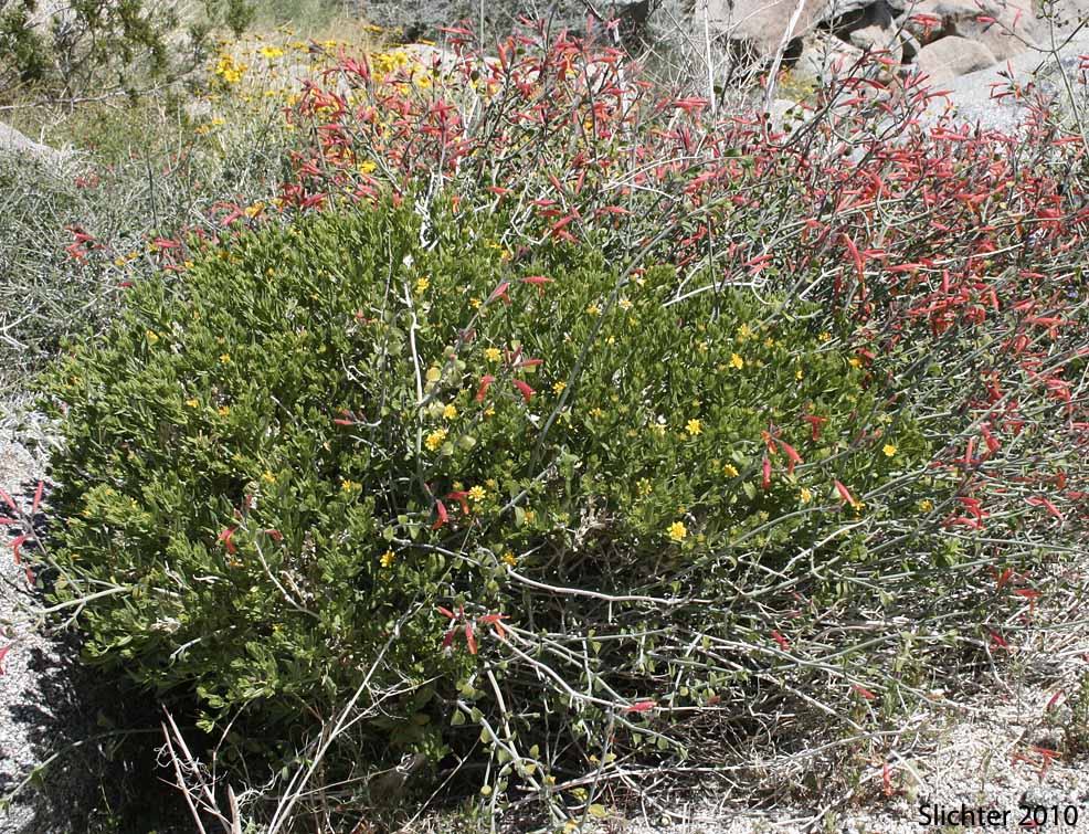 American Threefold, California Trixis, Trixis: Trixis californica var. californica