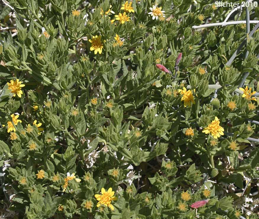 American Threefold, California Trixis, Trixis: Trixis californica var. californica
