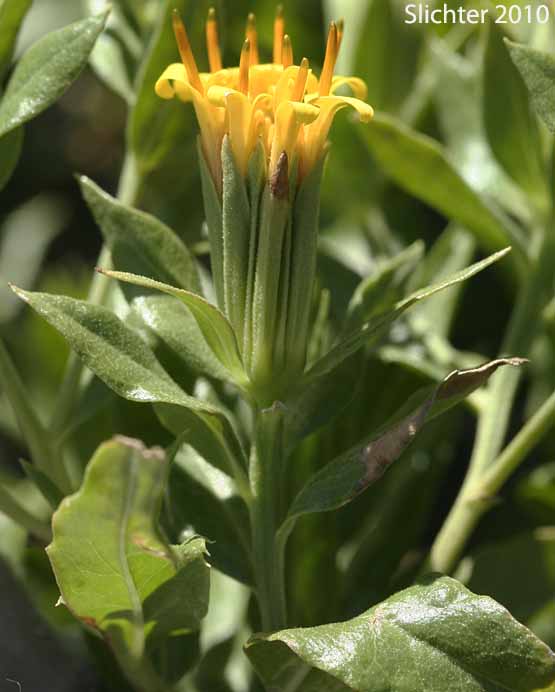 American Threefold, California Trixis, Trixis: Trixis californica var. californica