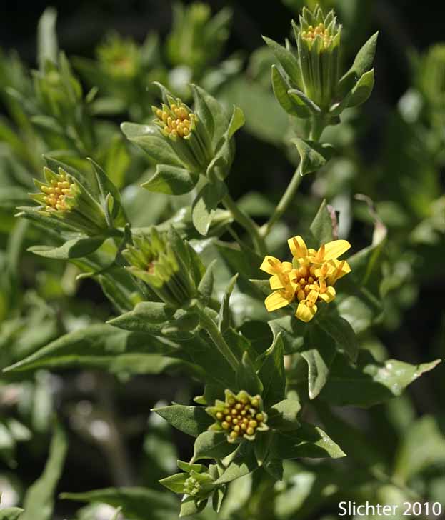 American Threefold, California Trixis, Trixis: Trixis californica var. californica