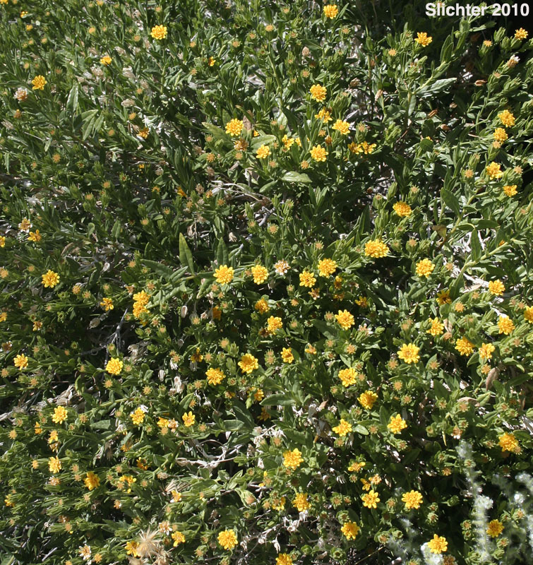 American Threefold, California Trixis, Trixis: Trixis californica var. californica