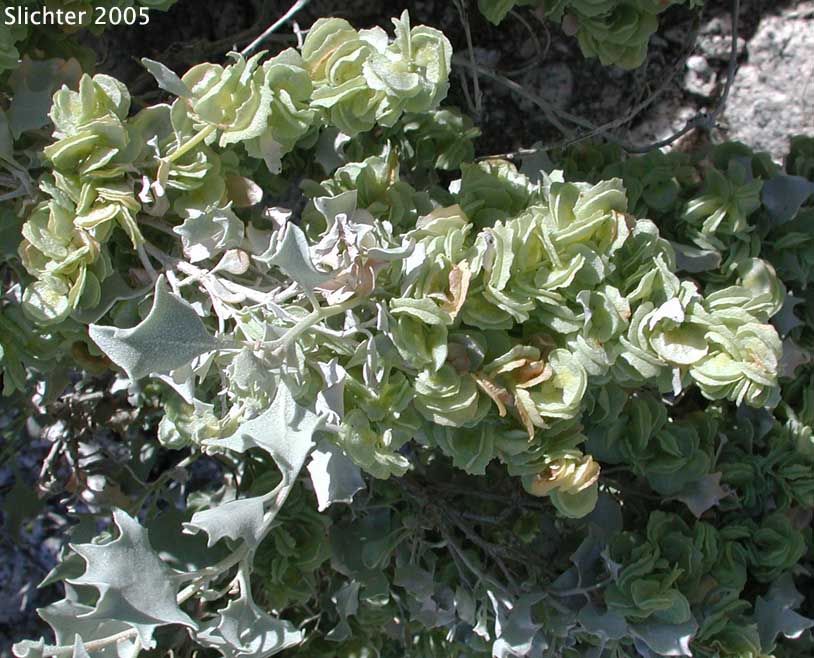 Desert Holly: Atriplex hymenelytra (Synonym: Obione hymenelytra)