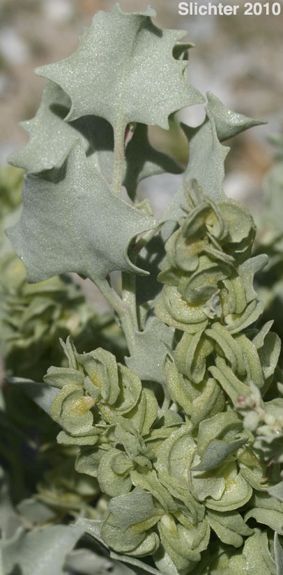 Desert Holly: Atriplex hymenelytra (Synonym: Obione hymenelytra)