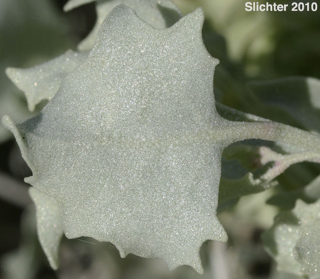 Desert Holly: Atriplex hymenelytra (Synonym: Obione hymenelytra)