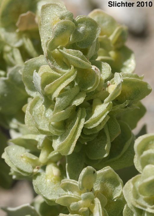 Desert Holly: Atriplex hymenelytra (Synonym: Obione hymenelytra)