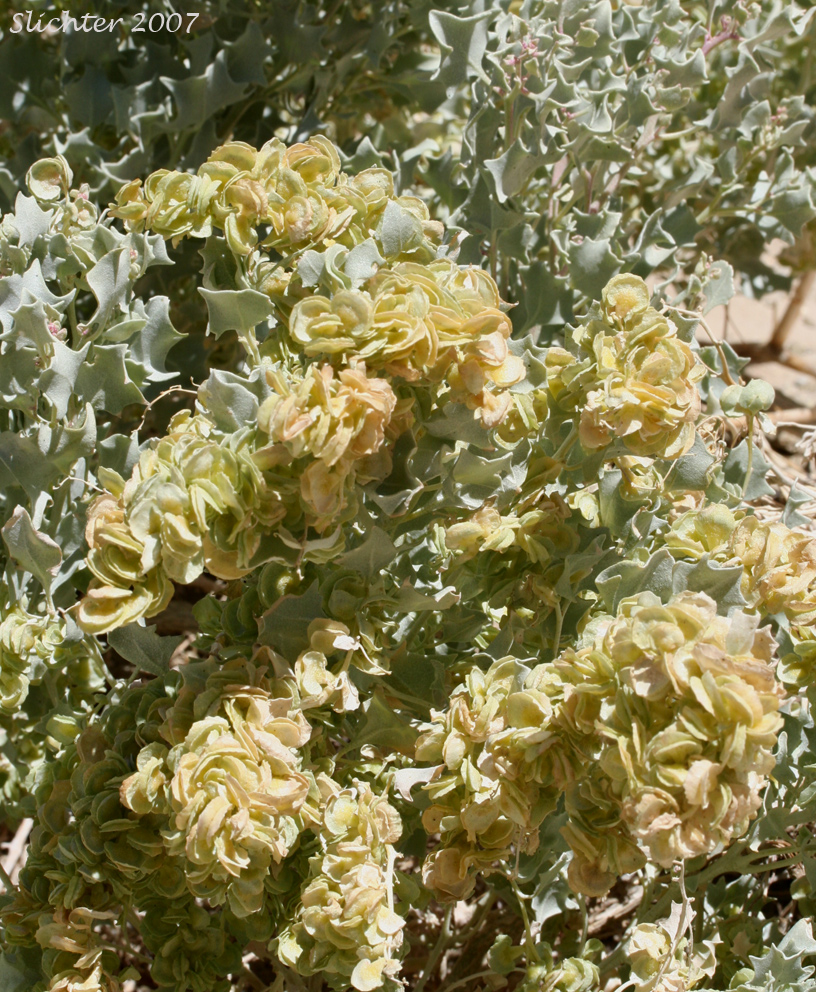 Desert Holly: Atriplex hymenelytra (Synonym: Obione hymenelytra)