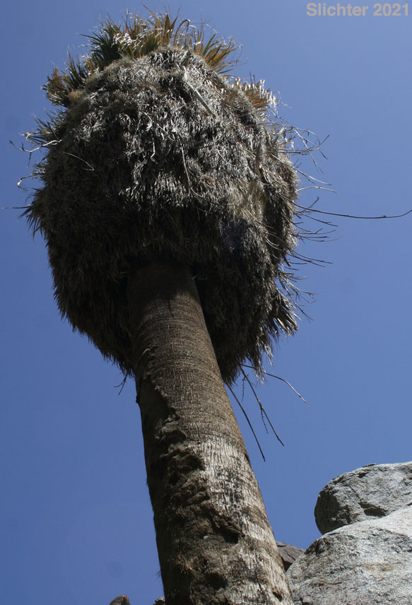 California Fan Palm, Fan Palm: Washingtonia filifera