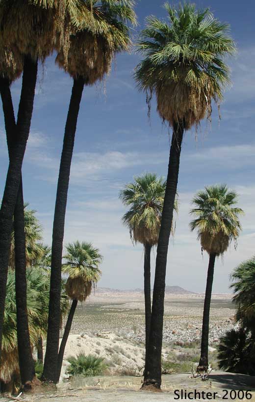 California Fan Palm, Fan Palm: Washingtonia filifera
