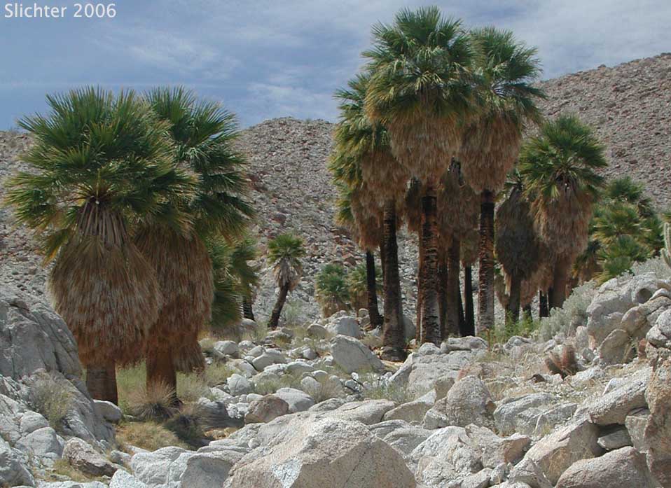 California Fan Palm, Fan Palm: Washingtonia filifera