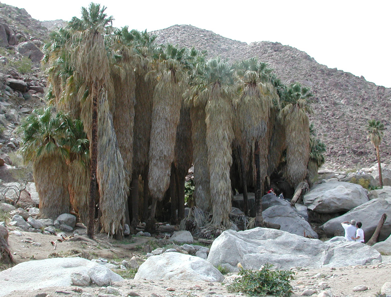 California Fan Palm, Fan Palm: Washingtonia filifera