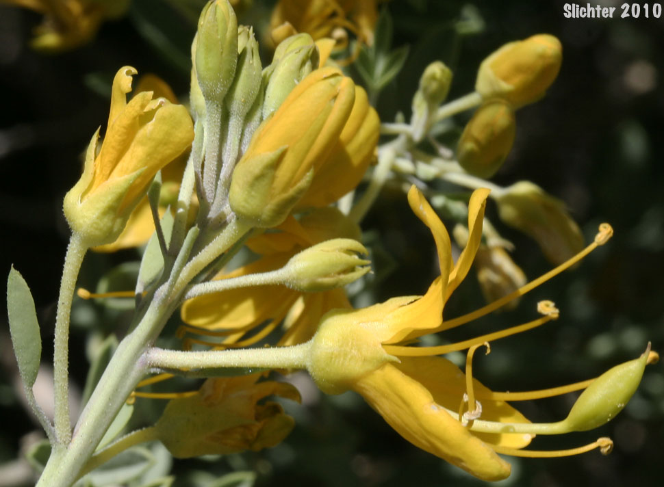 Bladderpod, Bladderpod Spiderflower: Peritoma arborea var. angustata (Synonym: Isomeris arborea var. angustata)