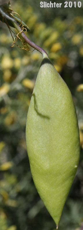 Bladderpod, Bladderpod Spiderflower: Peritoma arborea var. angustata (Synonym: Isomeris arborea var. angustata)